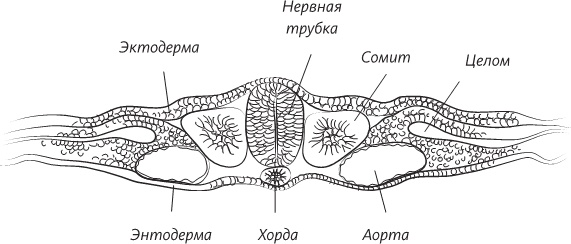 Невероятная случайность бытия. Эволюция и рождение человека