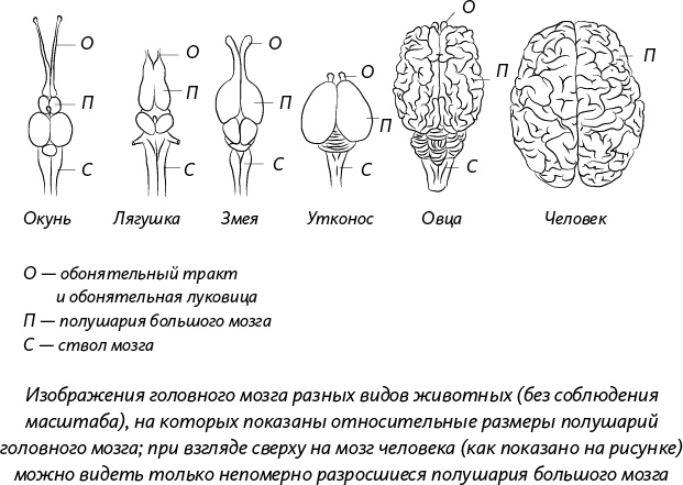 Невероятная случайность бытия. Эволюция и рождение человека