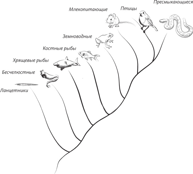 Невероятная случайность бытия. Эволюция и рождение человека