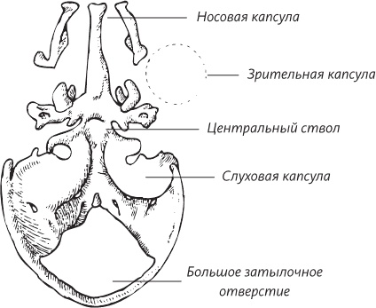 Невероятная случайность бытия. Эволюция и рождение человека