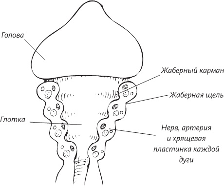 Невероятная случайность бытия. Эволюция и рождение человека