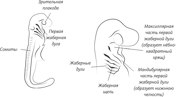 Невероятная случайность бытия. Эволюция и рождение человека