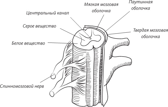 Невероятная случайность бытия. Эволюция и рождение человека