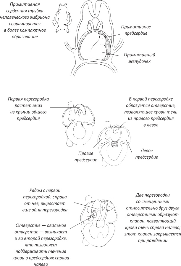 Невероятная случайность бытия. Эволюция и рождение человека