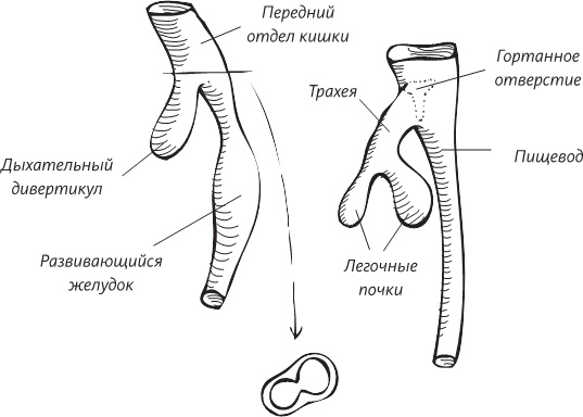 Невероятная случайность бытия. Эволюция и рождение человека