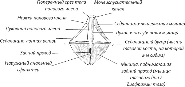 Невероятная случайность бытия. Эволюция и рождение человека