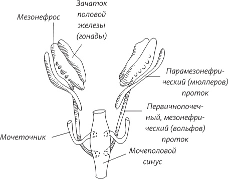 Невероятная случайность бытия. Эволюция и рождение человека