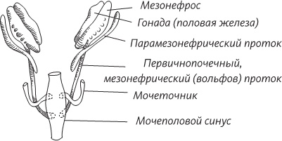 Невероятная случайность бытия. Эволюция и рождение человека