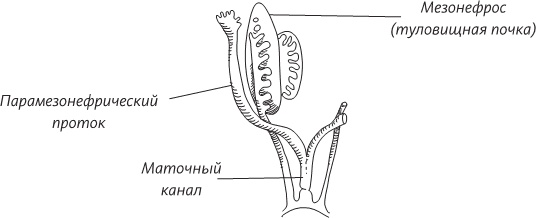 Невероятная случайность бытия. Эволюция и рождение человека