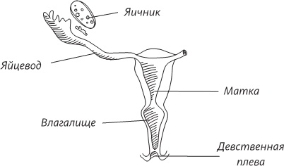 Невероятная случайность бытия. Эволюция и рождение человека