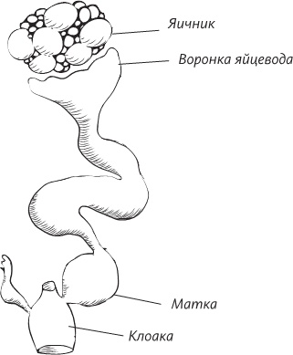 Невероятная случайность бытия. Эволюция и рождение человека