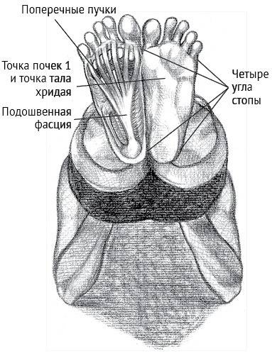 Йога тонкого тела. Руководство по физической и энергетической анатомии йоги