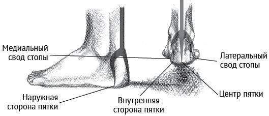 Йога тонкого тела. Руководство по физической и энергетической анатомии йоги