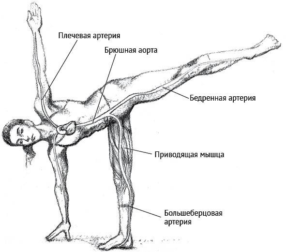Йога тонкого тела. Руководство по физической и энергетической анатомии йоги