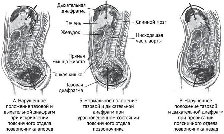 Йога тонкого тела. Руководство по физической и энергетической анатомии йоги