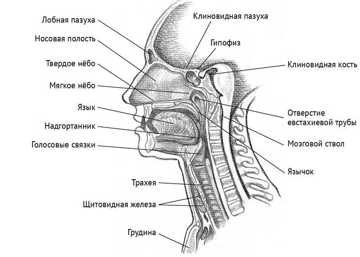 Йога тонкого тела. Руководство по физической и энергетической анатомии йоги