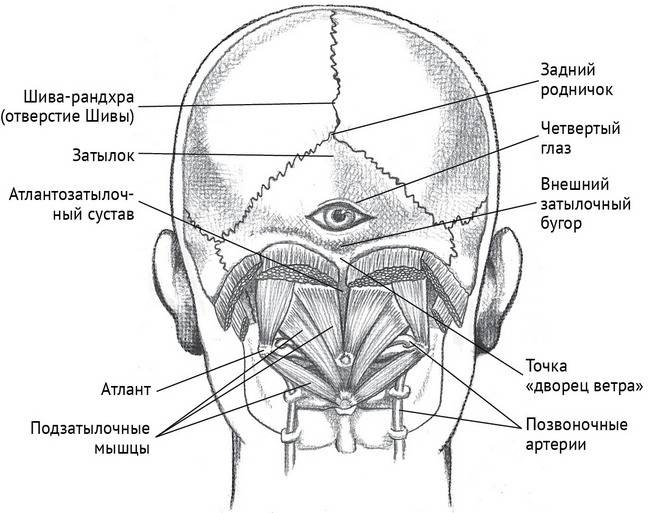 Йога тонкого тела. Руководство по физической и энергетической анатомии йоги