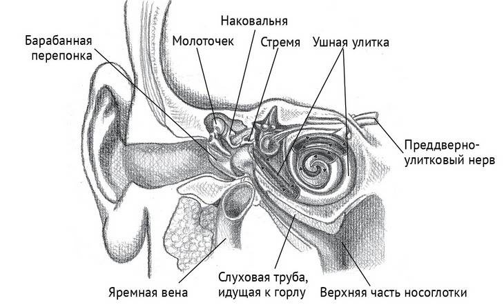 Йога тонкого тела. Руководство по физической и энергетической анатомии йоги