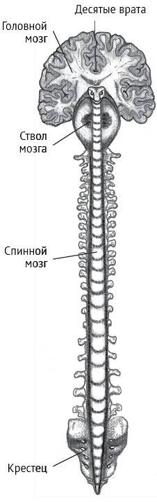 Йога тонкого тела. Руководство по физической и энергетической анатомии йоги