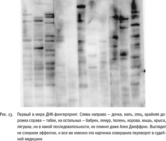 ДНК и её человек. Краткая история ДНК-идентификации