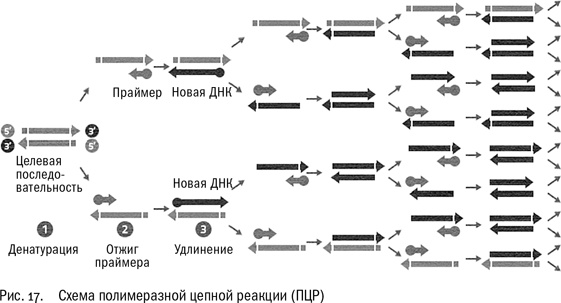 ДНК и её человек. Краткая история ДНК-идентификации