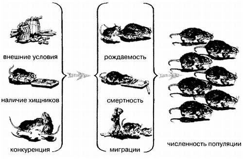 Хитрее человека. Исчерпывающая история крысы и человеческая  цивилизация