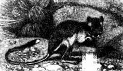 Хитрее человека. Исчерпывающая история крысы и человеческая  цивилизация