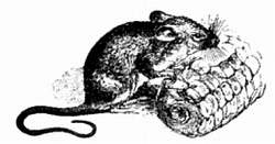 Хитрее человека. Исчерпывающая история крысы и человеческая  цивилизация