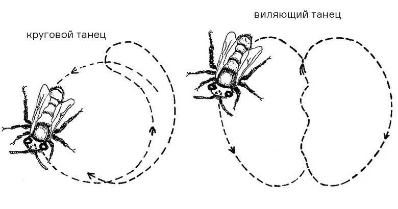 Инсектопедия