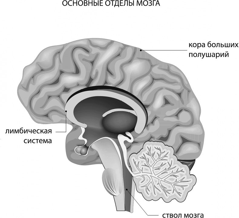 Мозговодство 