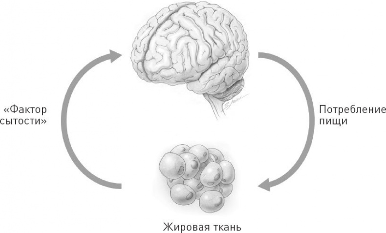 Голодный мозг. Как перехитрить инстинкты, которые заставляют нас переедать