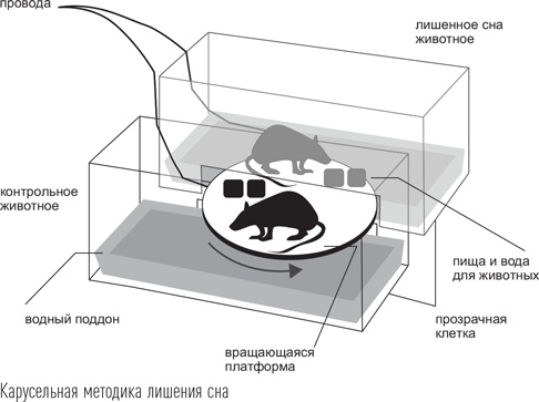 Загадки сна