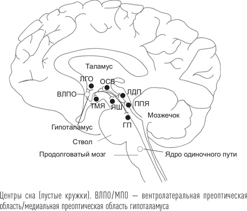 Загадки сна