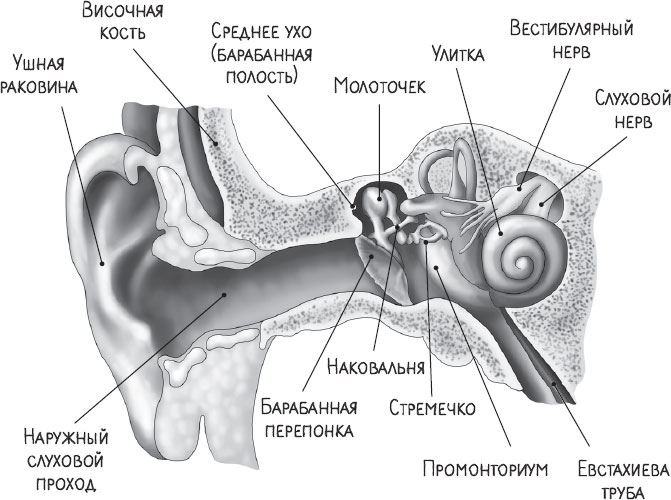 В лабиринтах уха, горла и носа. Скрытые механизмы работы, неочевидные взаимосвязи и полезные знания, которые помогут «дотянуть» до визита к врачу
