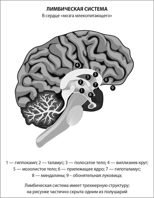 Мозг. Инструкция пользователя
