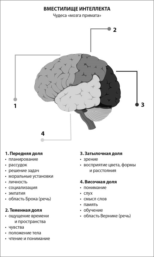Мозг. Инструкция пользователя
