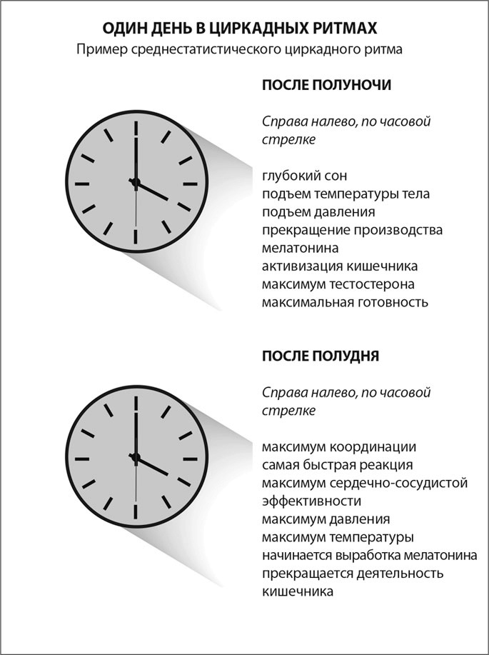 Мозг. Инструкция пользователя