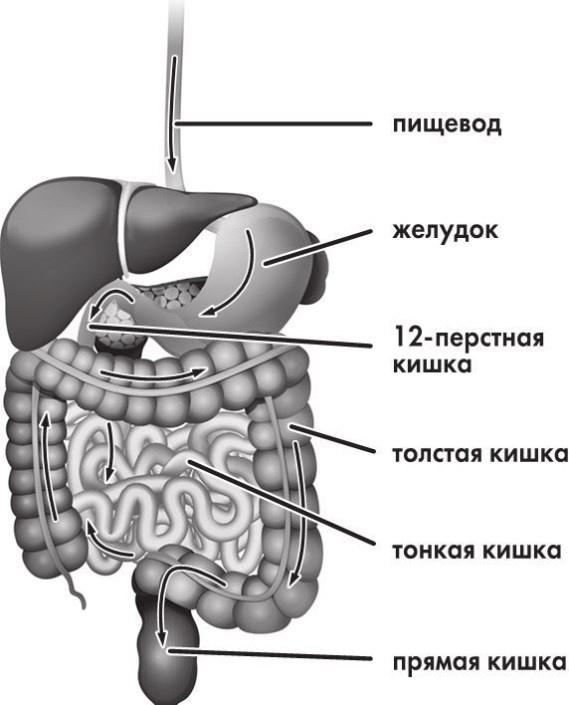 Предрассудки о здоровье. Жить надо с умом и правильно