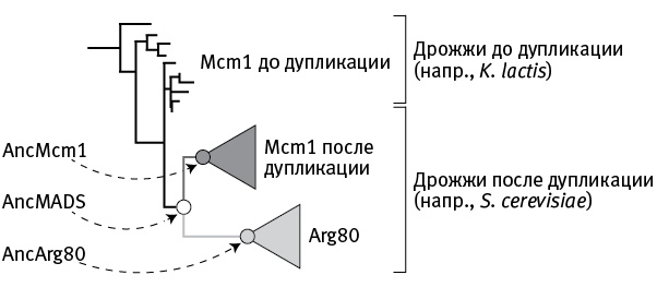 Перспективы отбора