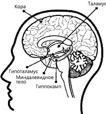 Перенастройте свой встревоженный мозг