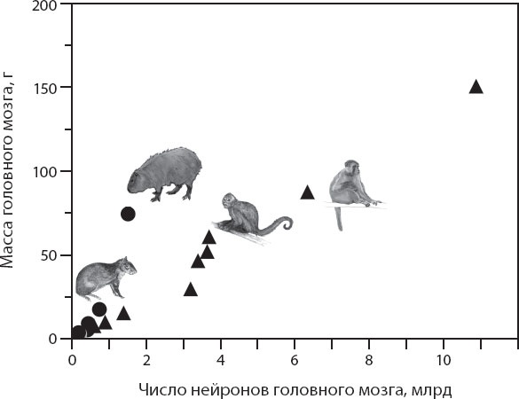 Мозг. Такой ли он особенный?