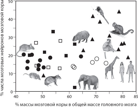 Мозг. Такой ли он особенный?