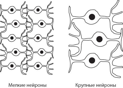 Мозг. Такой ли он особенный?