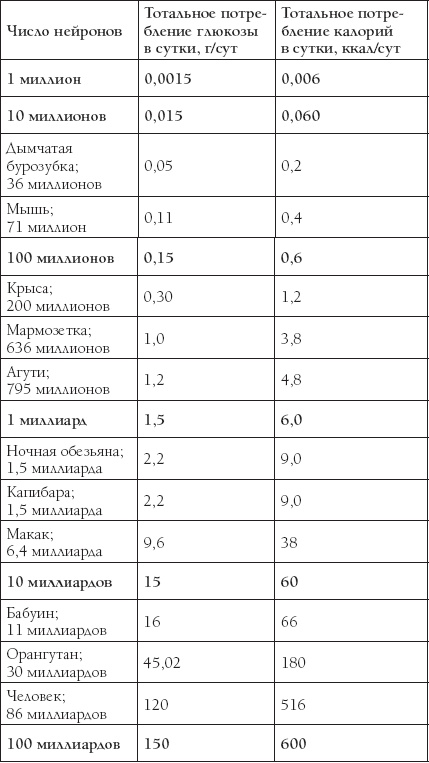 Мозг. Такой ли он особенный?