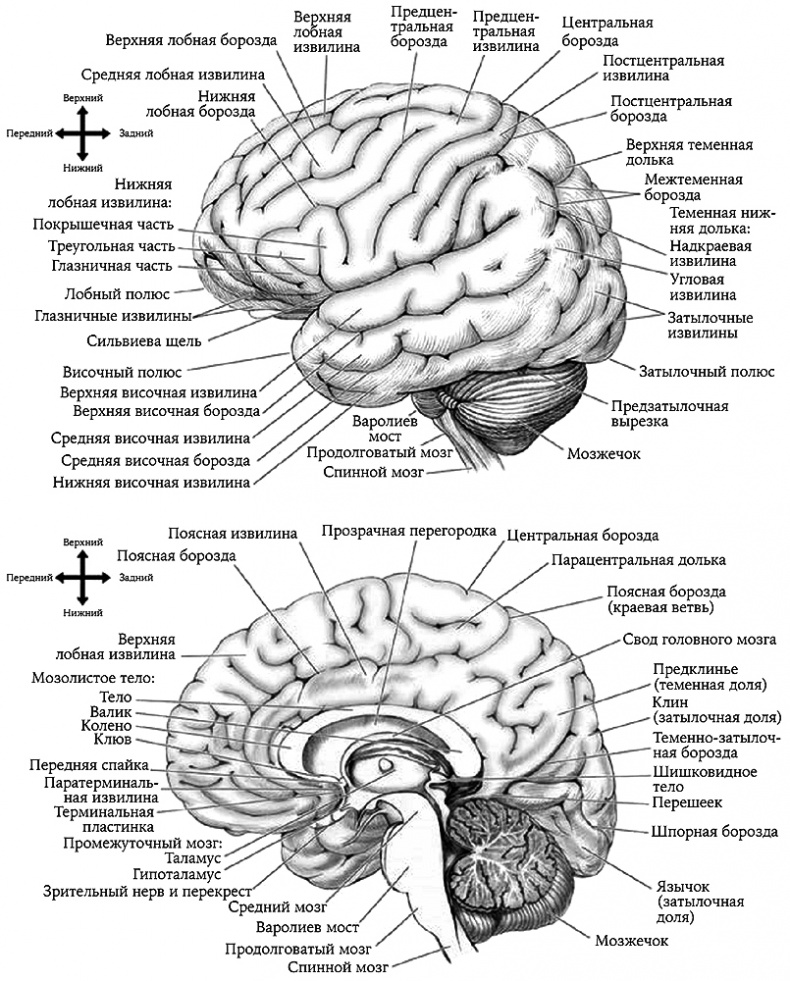 История величайшего изобретения. Как начинался язык