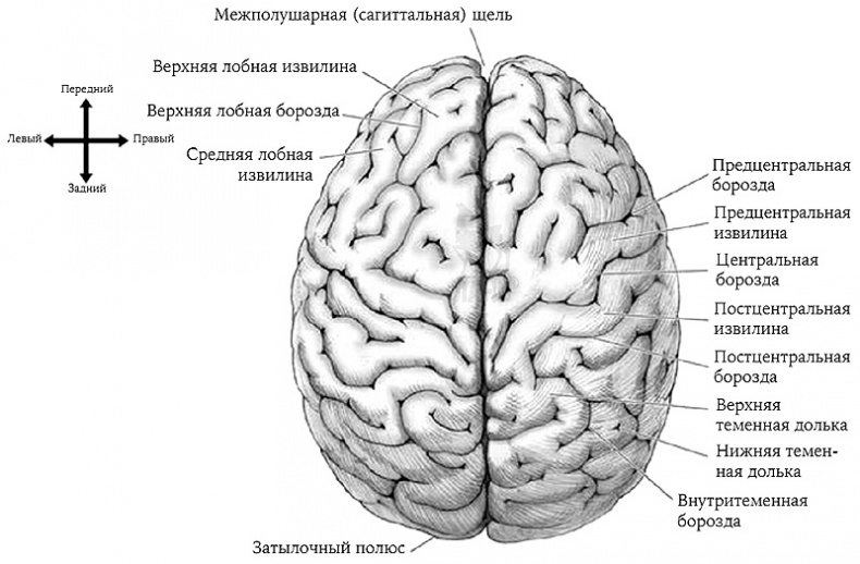 История величайшего изобретения. Как начинался язык