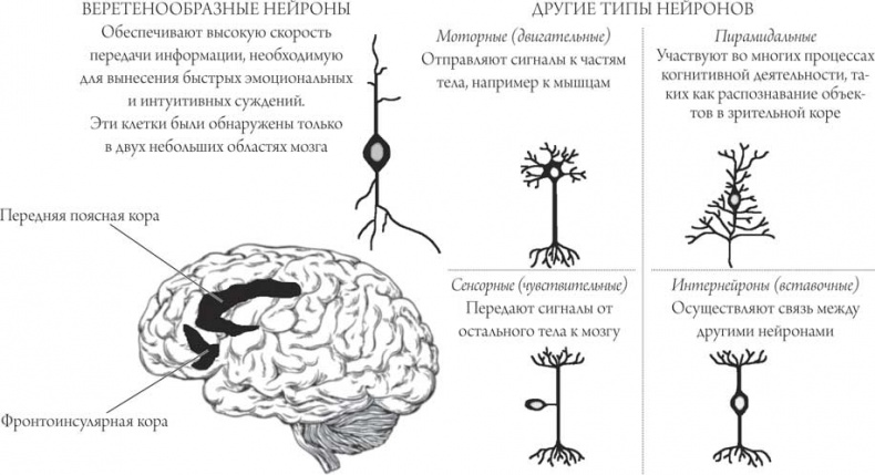 Мозг и сознание