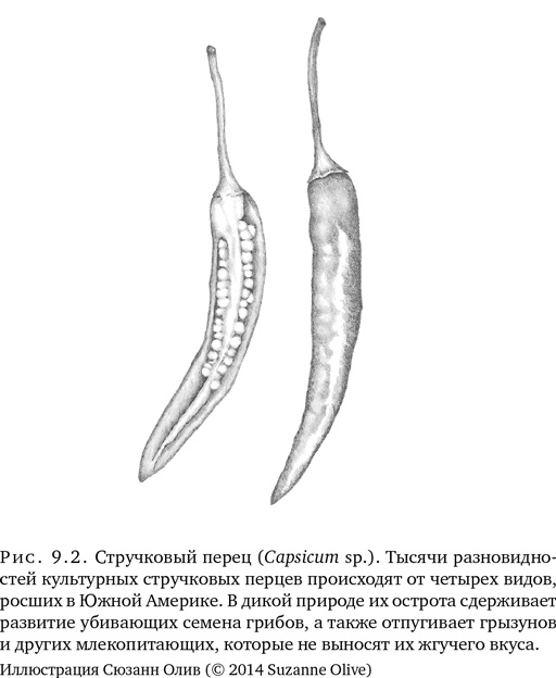 Триумф семян