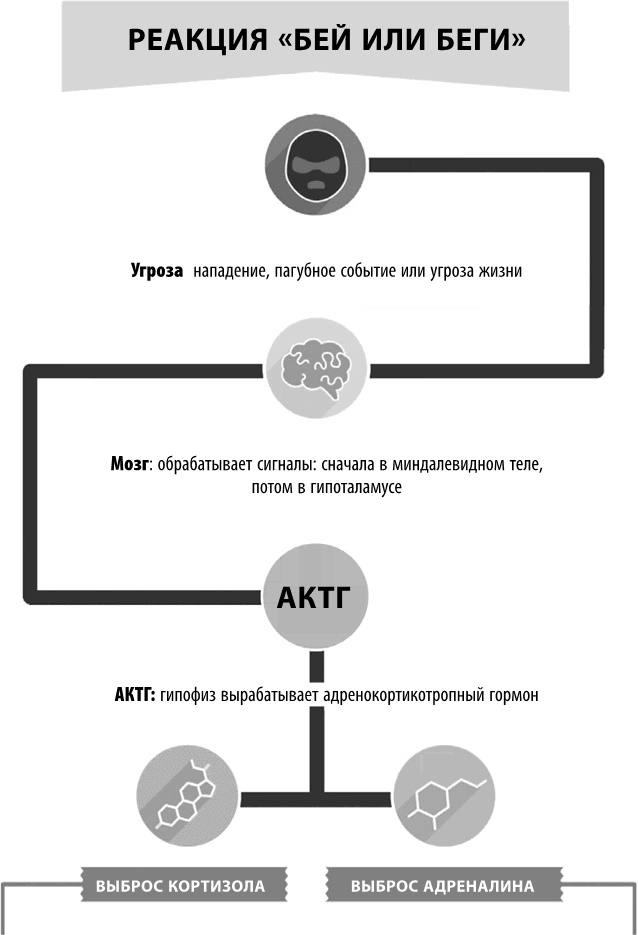 Полюби свой мозг