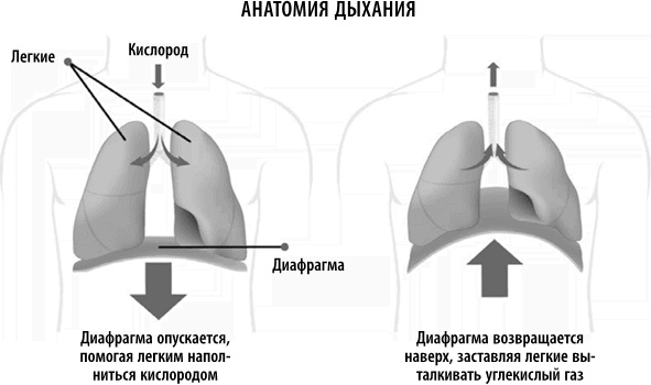 Полюби свой мозг